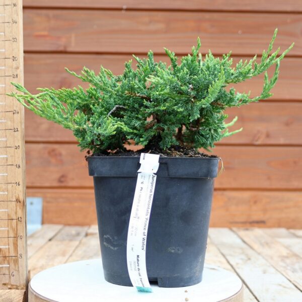 Juniperus horizontalis 'Prince of Wales'  / Genévrier – Image 4
