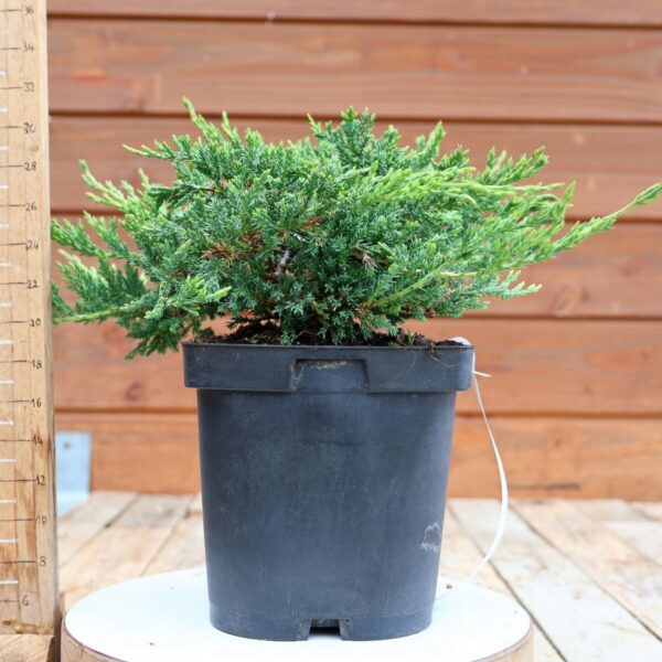 Juniperus horizontalis 'Prince of Wales'  / Genévrier – Image 3