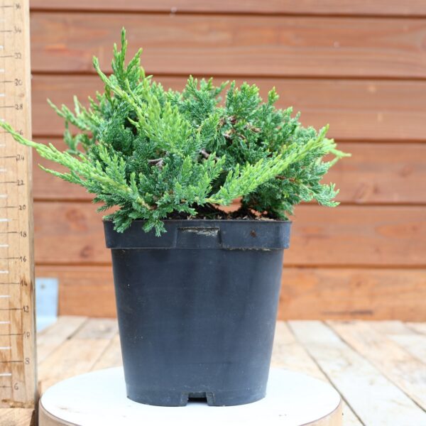 Juniperus horizontalis 'Prince of Wales'  / Genévrier – Image 2