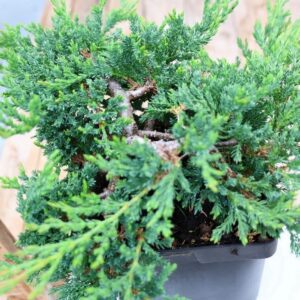Juniperus horizontalis 'Prince of Wales'  / Genévrier