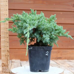 Juniperus squamata 'Blue Carpet'  / Genévrier n°02