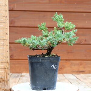 Juniperus squamata 'Blue Carpet'  / Genévrier n°16