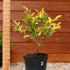 Lagerstroemia indica 'Petite orchidee' - Lilas des Indes n°02