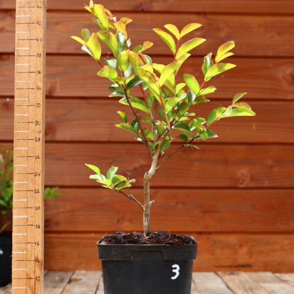 Lagerstroemia indica 'Petite orchidee' - Lilas des Indes n°03