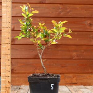 Lagerstroemia indica 'Petite orchidee' - Lilas des Indes n°05