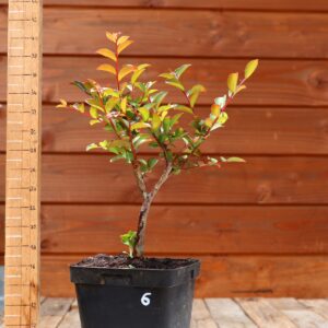 Lagerstroemia indica 'Petite orchidee' - Lilas des Indes n°06