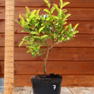 Lagerstroemia indica 'Petite orchidee' - Lilas des Indes n°07