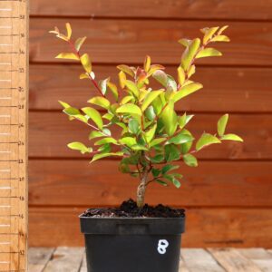 Lagerstroemia indica 'Petite orchidee' - Lilas des Indes n°08