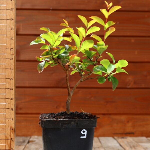 Lagerstroemia indica 'Petite orchidee' - Lilas des Indes n°09