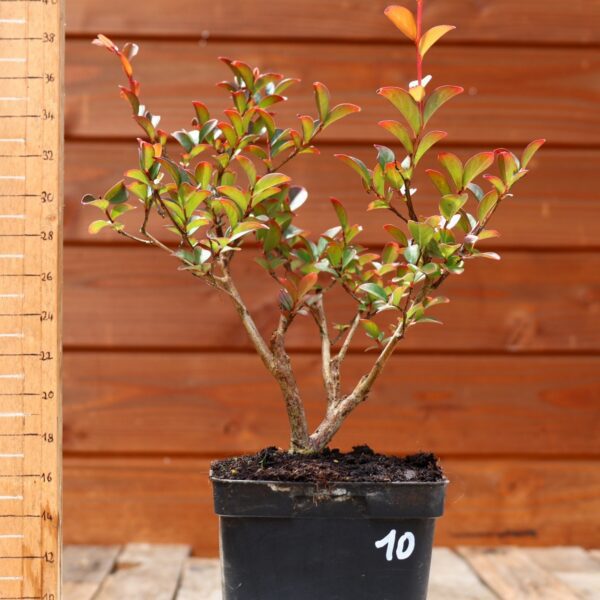 Lagerstroemia indica 'Petite orchidee' - Lilas des Indes n°10