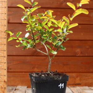 Lagerstroemia indica 'Petite orchidee' - Lilas des Indes n°11