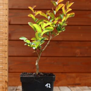 Lagerstroemia indica 'Petite orchidee' - Lilas des Indes n°12