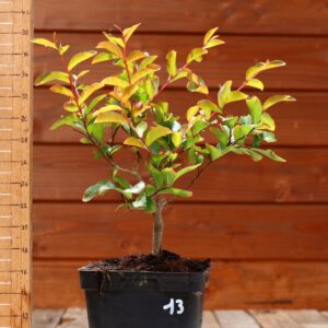 Lagerstroemia indica 'Petite orchidee' - Lilas des Indes n°13