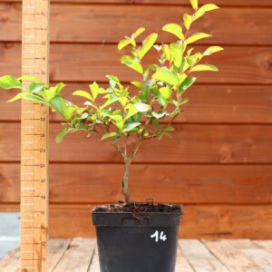 Lagerstroemia indica 'Petite orchidee' - Lilas des Indes n°14