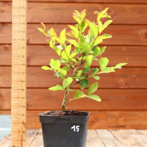 Lagerstroemia indica 'Petite orchidee' - Lilas des Indes n°15