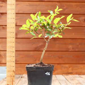 Lagerstroemia indica 'Petite orchidee' - Lilas des Indes n°16