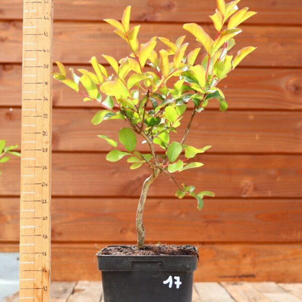 Lagerstroemia indica 'Petite orchidee' - Lilas des Indes n°17