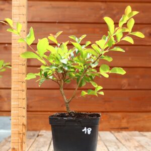 Lagerstroemia indica 'Petite orchidee' - Lilas des Indes n°18