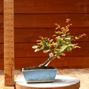 Lagerstroemia indica 'Rosea'  - Lilas des Indes n°03