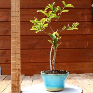 Lagerstroemia indica 'Rosea'  - Lilas des Indes n°05