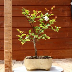 Lagerstroemia indica 'Rosea'  - Lilas des Indes n°08