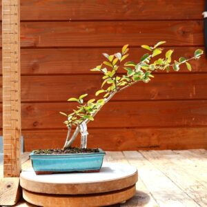 Lagerstroemia indica 'Rosea'  - Lilas des Indes n°09