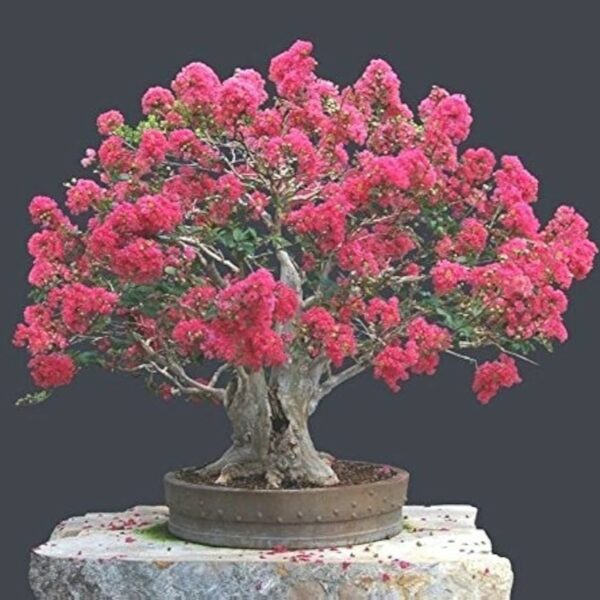 Lagerstroemia indica 'Petite orchidee' - Lilas des Indes n°08 – Image 6