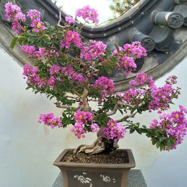 Lagerstroemia indica 'Petite orchidee' - Lilas des Indes n°08 – Image 4