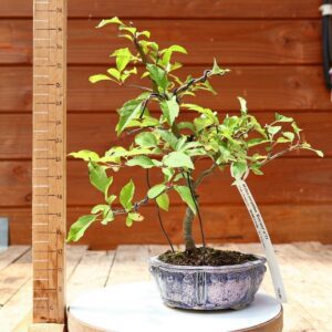 Malus perpetus 'Everest' - Pommier Evereste n°23