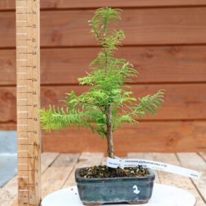Metasequoia glyptostroboides / Sapin d'eau n°02