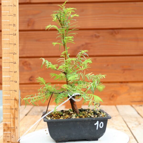 Metasequoia glyptostroboides / Sapin d'eau n°10