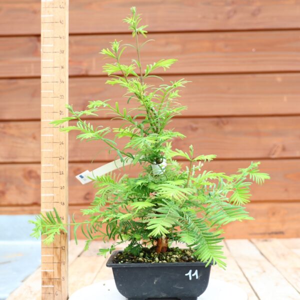 Metasequoia glyptostroboides / Sapin d'eau n°11