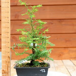 Metasequoia glyptostroboides / Sapin d'eau n°12