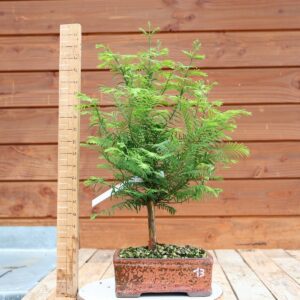 Metasequoia glyptostroboides / Sapin d'eau n°13