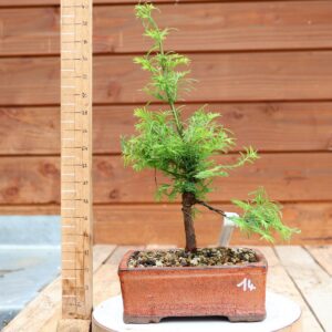 Metasequoia glyptostroboides / Sapin d'eau n°14