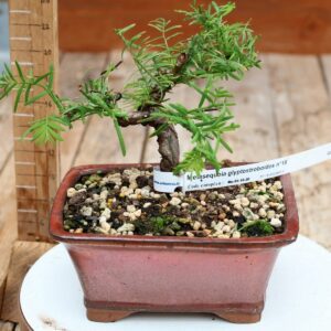 Metasequoia glyptostroboides / Sapin d'eau n°18