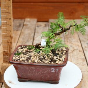 Metasequoia glyptostroboides / Sapin d'eau n°21