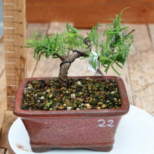 Metasequoia glyptostroboides / Sapin d'eau n°22