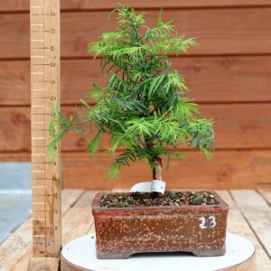 Metasequoia glyptostroboides / Sapin d'eau n°23