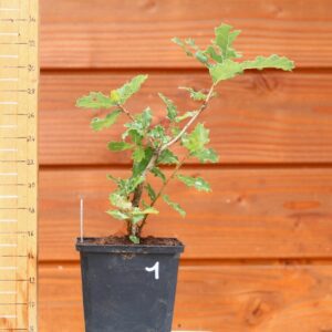 Quercus chrysolepis - Chêne des canyons n°01