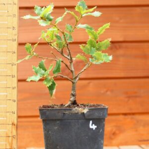 Quercus chrysolepis - Chêne des canyons n°04