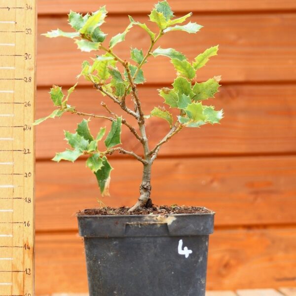 Quercus chrysolepis - Chêne des canyons n°04