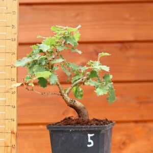 Quercus chrysolepis - Chêne des canyons n°05