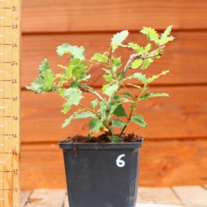 Quercus chrysolepis - Chêne des canyons n°06