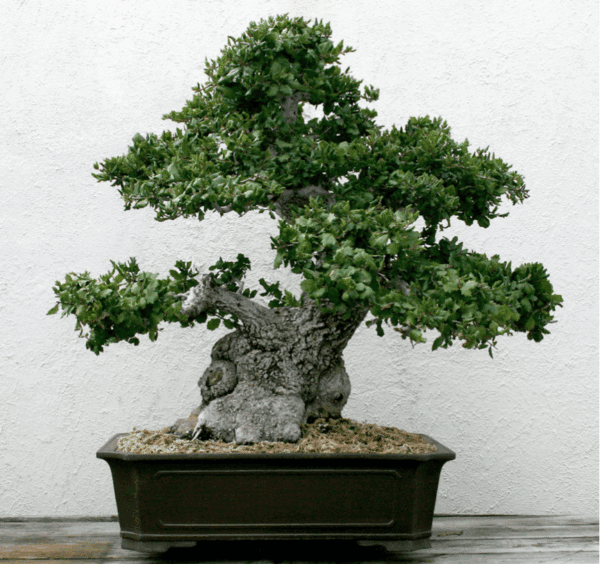 Quercus chrysolepis - Chêne des canyons n°05 – Image 3