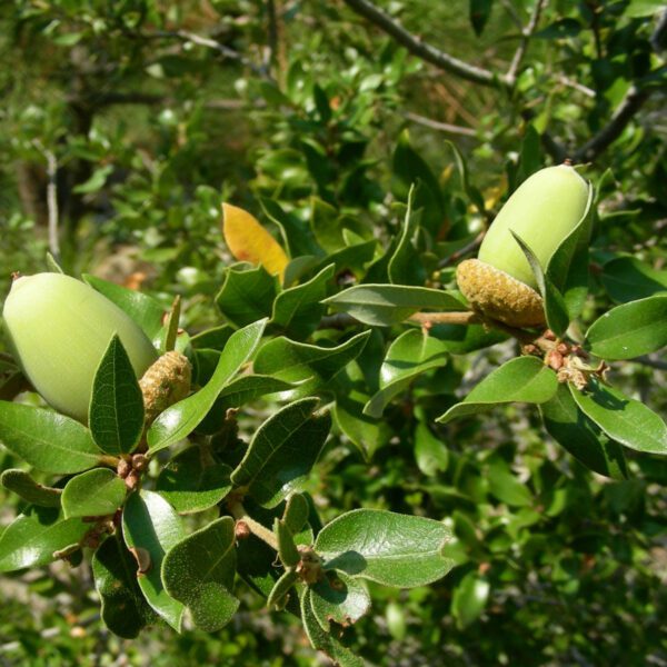 Quercus chrysolepis - Chêne des canyons n°05 – Image 5
