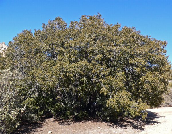 Quercus chrysolepis - Chêne des canyons n°05 – Image 4