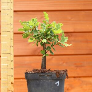 Quercus coccifera - Chêne kermes n°01