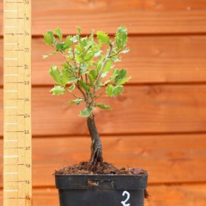 Quercus coccifera - Chêne kermes n°02