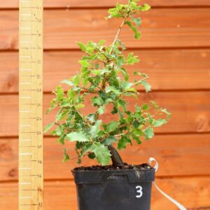 Quercus coccifera - Chêne kermes n°03